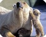 Animaux